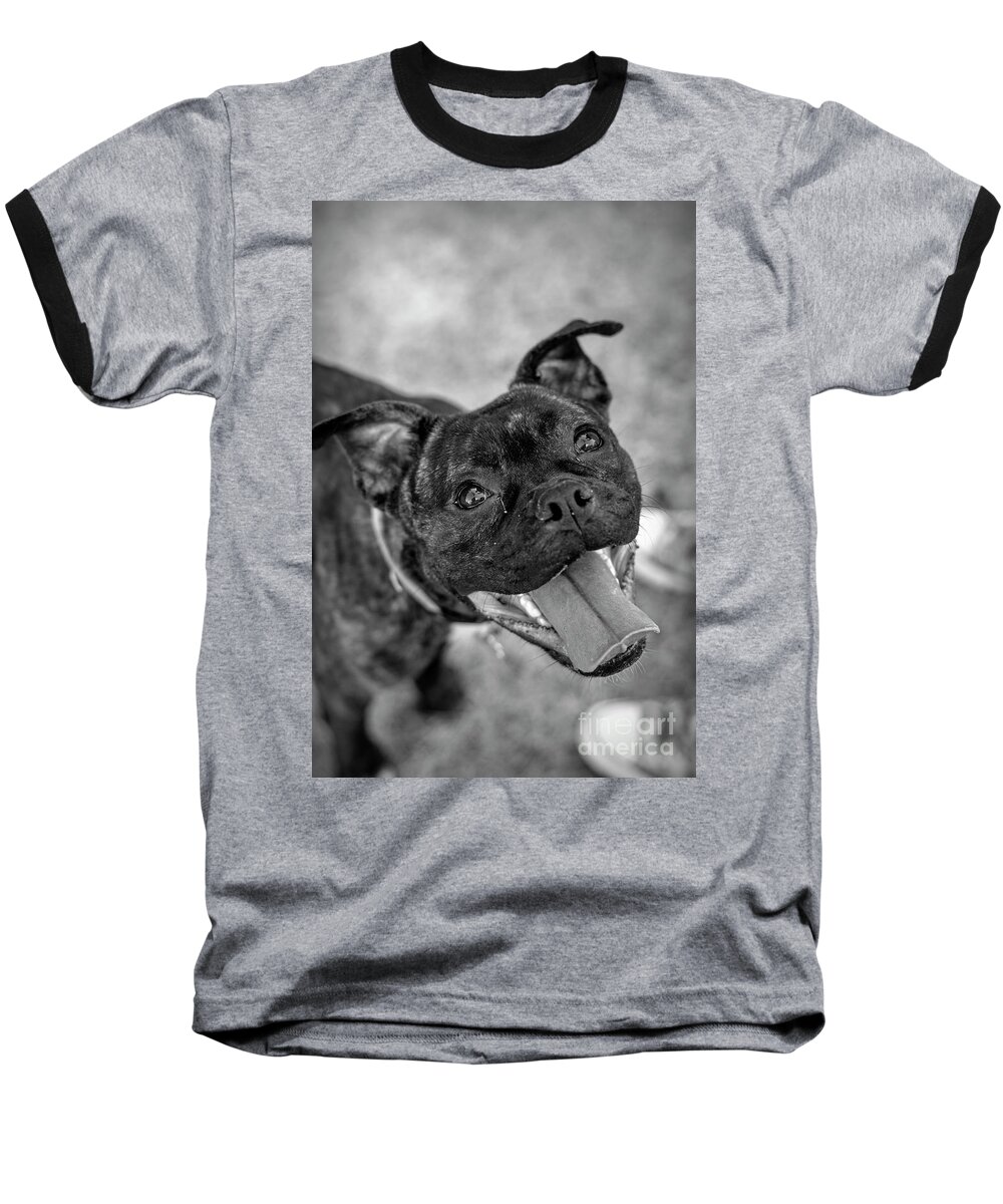 Admire Baseball T-Shirt featuring the photograph Penny - Dog Portrait by Adrian De Leon Art and Photography