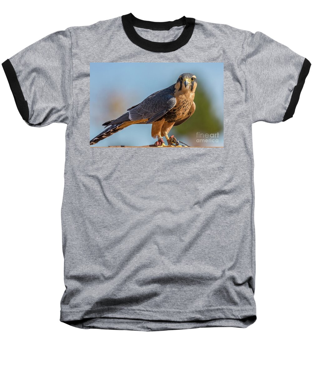 Kaylyn Franks Baseball T-Shirt featuring the photograph Peregrine Falcon Wildlife Art by Kaylyn Franks by Kaylyn Franks