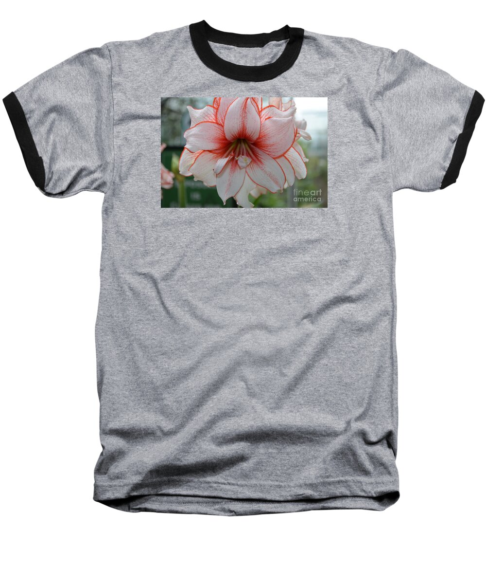Amarylis Baseball T-Shirt featuring the photograph Perfect Amarylis by DejaVu Designs