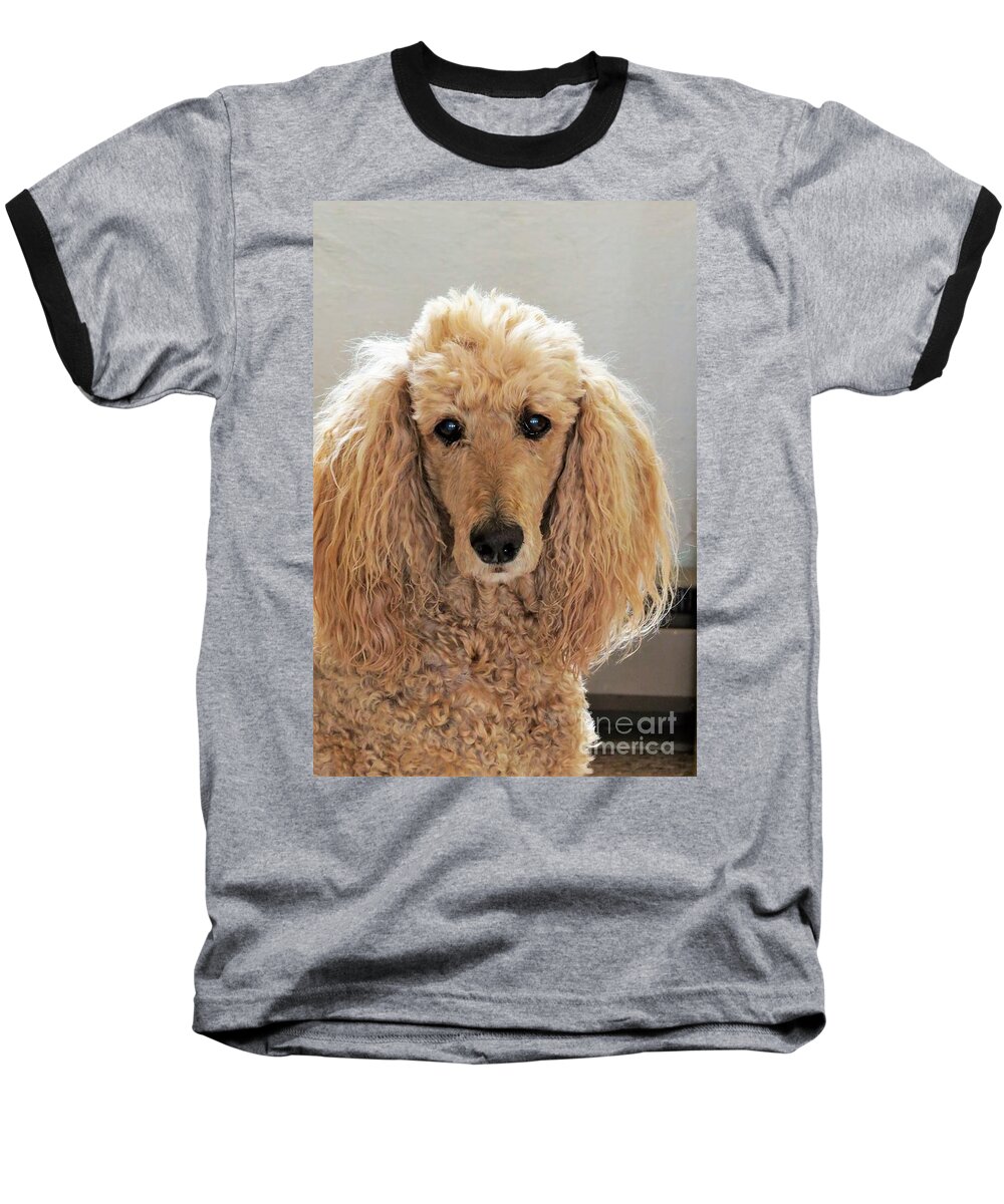 Poodle Baseball T-Shirt featuring the photograph Phoebe by Michele Penner