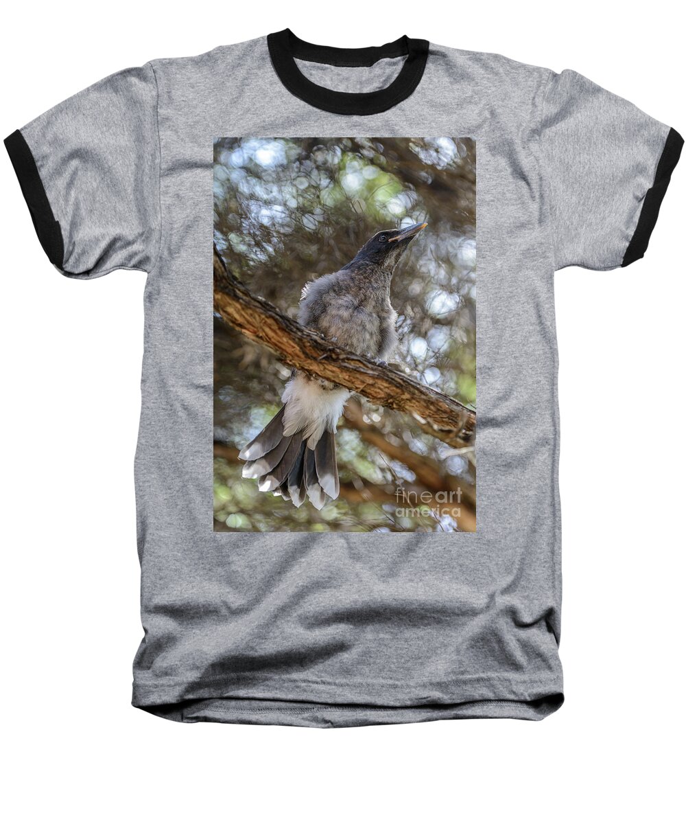 Bird Baseball T-Shirt featuring the photograph Pied currawong chick 1 by Werner Padarin