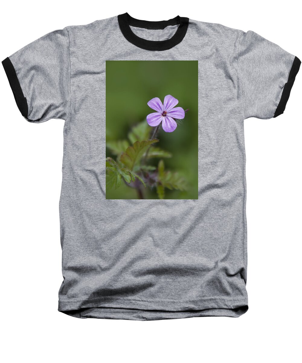 Phlox Subulata (moss Phlox Baseball T-Shirt featuring the photograph Pink Phlox Wildflower by Ken Barrett