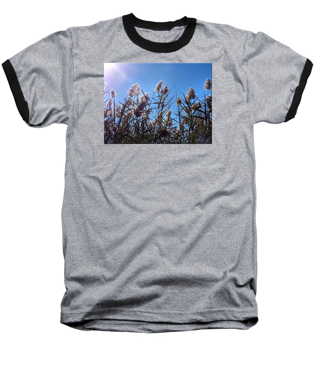 Plants Baseball T-Shirt featuring the photograph Plants by Mikki Cucuzzo