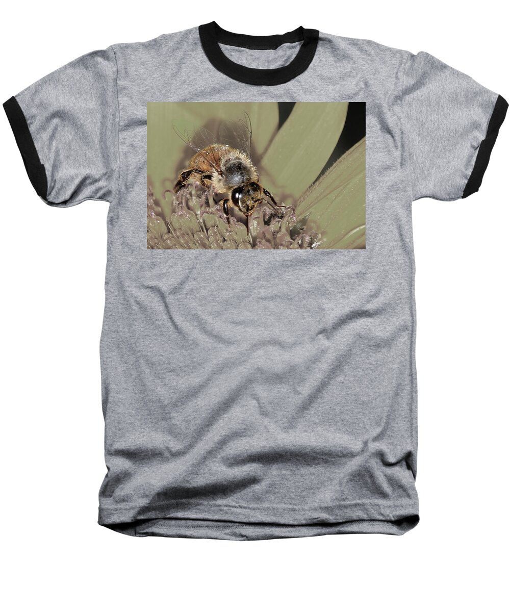 Yellow Sunflower Baseball T-Shirt featuring the photograph Pollinating Bee by David Yocum