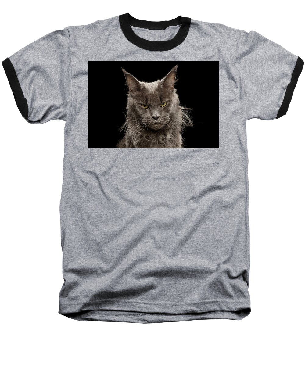 Portrait Baseball T-Shirt featuring the photograph Portrait of Angry Maine Coon on black by Sergey Taran