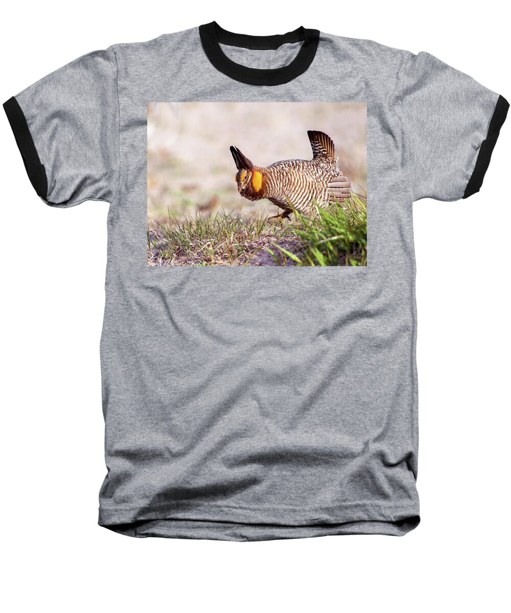 Prairie Chickens Baseball T-Shirt featuring the photograph Prairie Chicken Dance by Judi Dressler