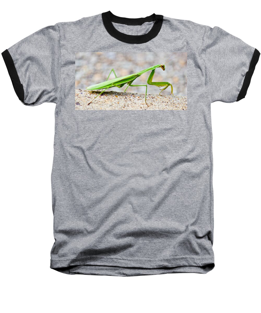 Praying Baseball T-Shirt featuring the photograph Praying Mantis Profile by Jonny D
