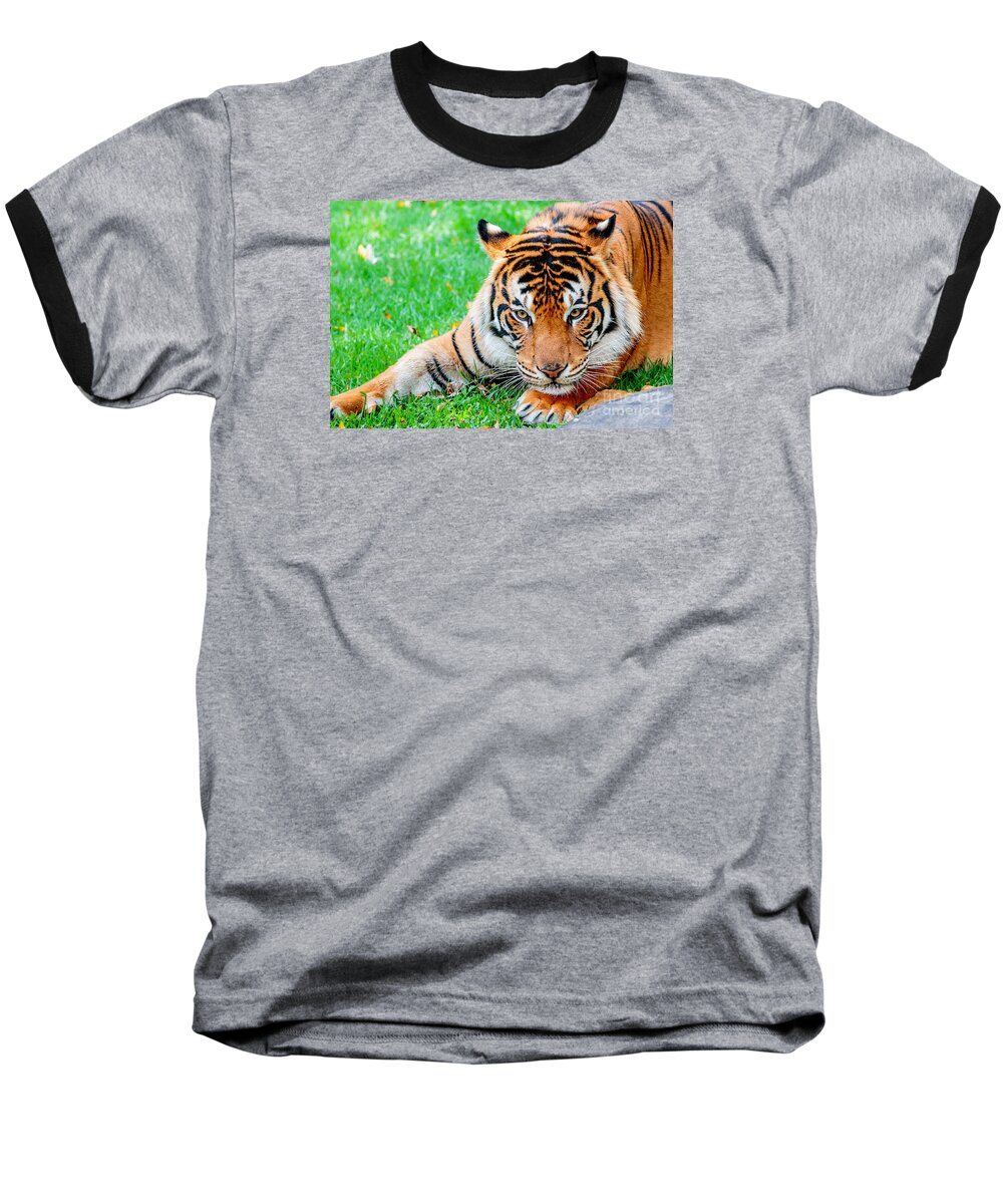 Animal Baseball T-Shirt featuring the photograph Pre-pounce Tiger by Ray Shiu