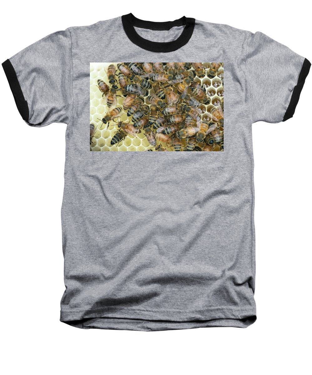 Honeybees Baseball T-Shirt featuring the photograph Preparing for Winter by Jim Zablotny