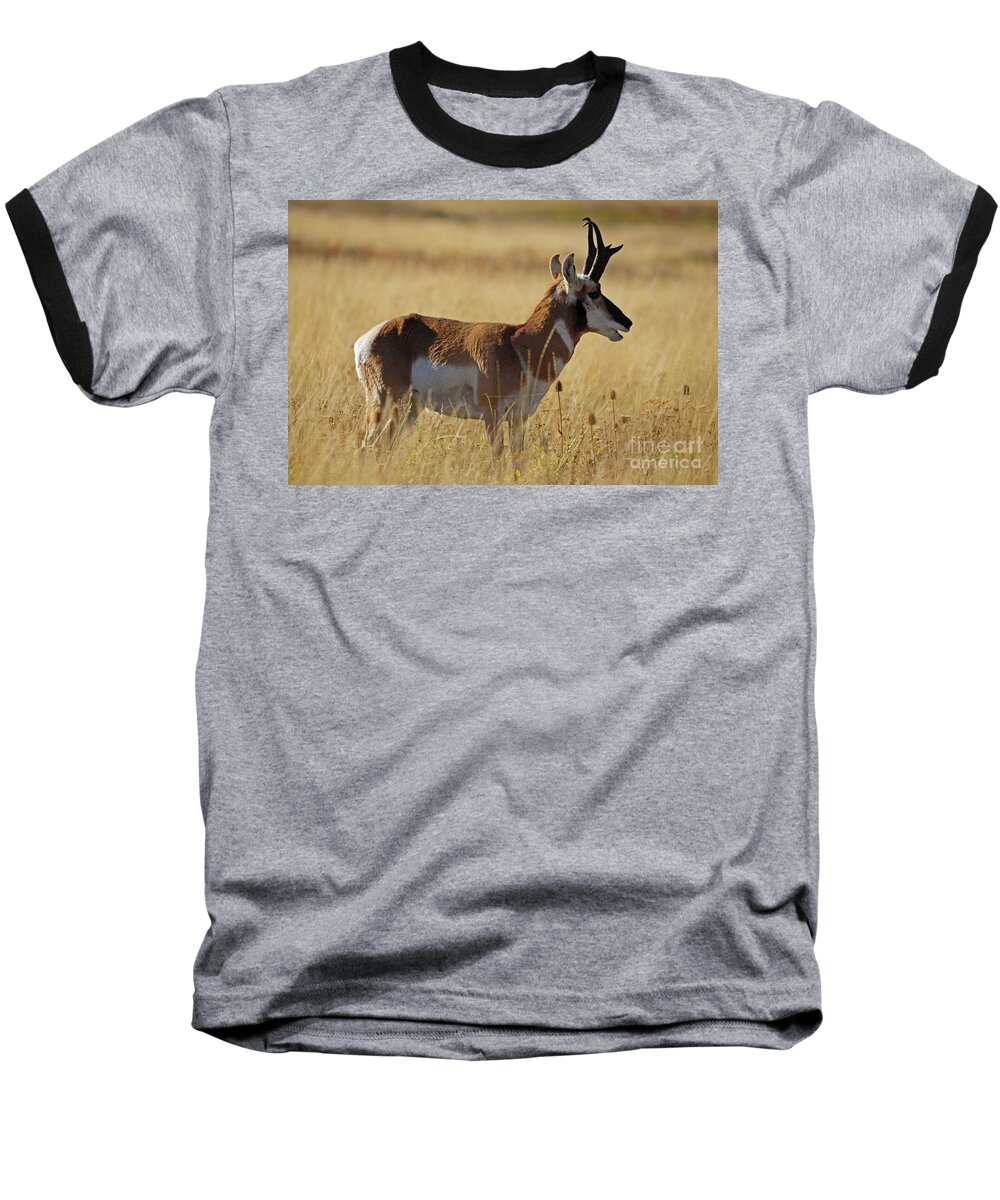 Pronghorn Baseball T-Shirt featuring the photograph Pronghorn Antelope by Cindy Murphy - NightVisions