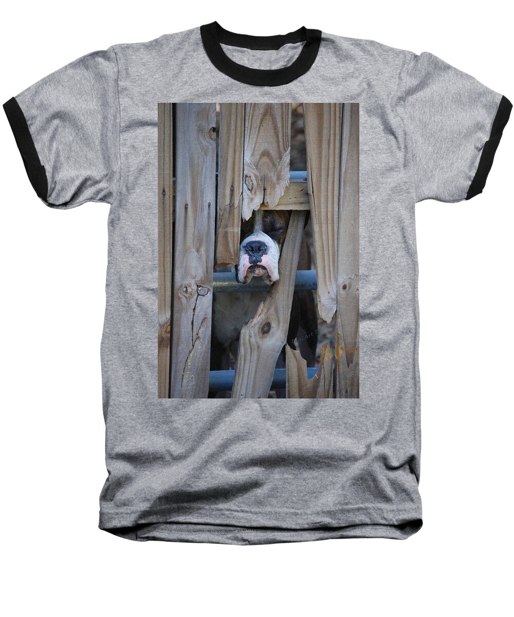 Boxer Baseball T-Shirt featuring the photograph Psst Help Me Outta Here by DigiArt Diaries by Vicky B Fuller