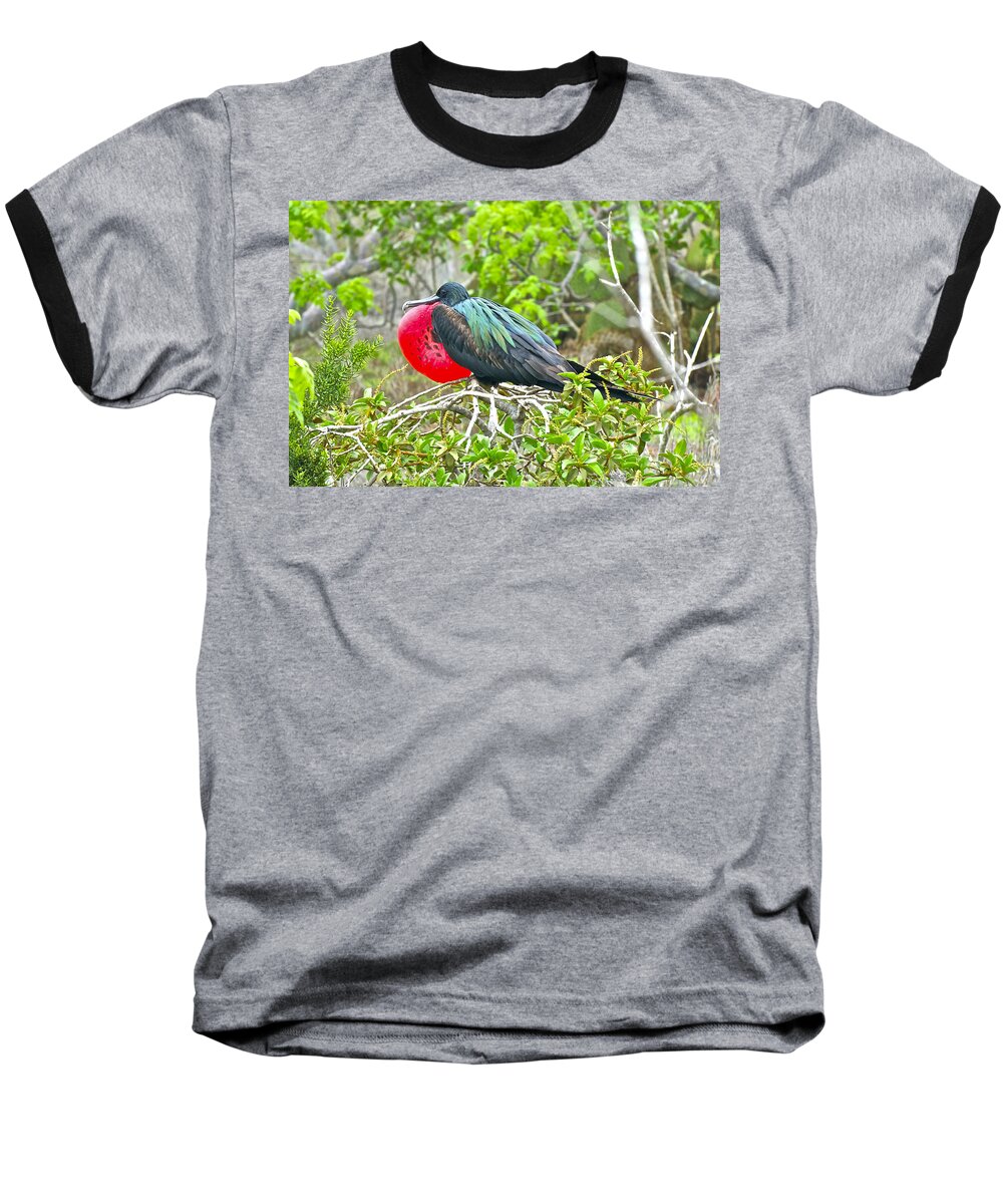 Frigate Bird Baseball T-Shirt featuring the photograph Puffing Up When Courting by Don Mercer