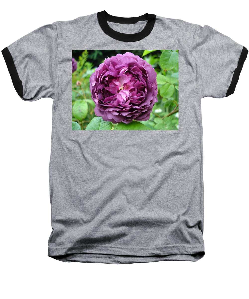 Rose Baseball T-Shirt featuring the photograph Purple English Rose by Susan Baker