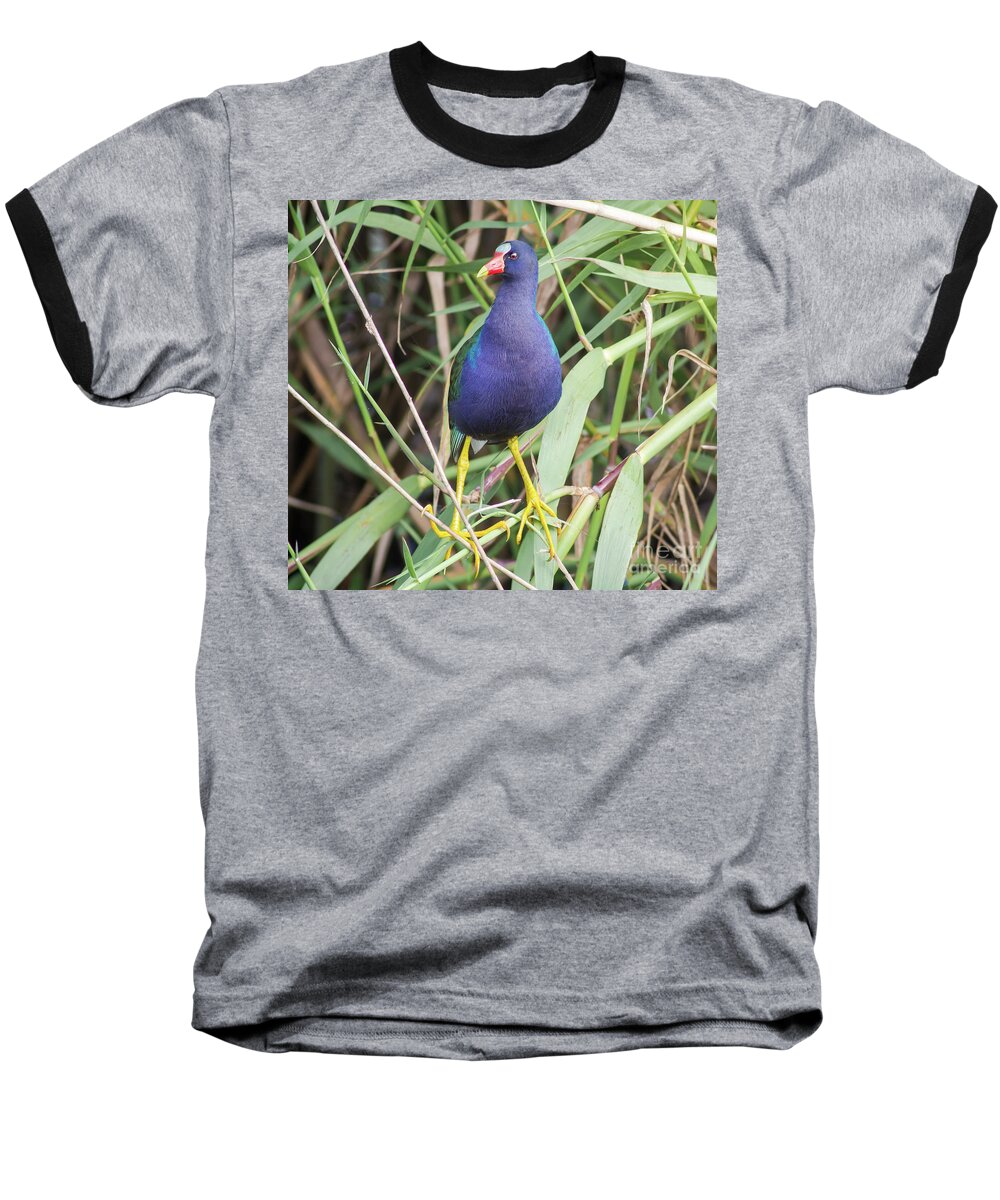 Nature Baseball T-Shirt featuring the photograph Purple Gallinule by Robert Frederick