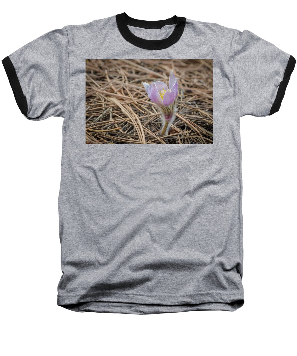 Pasqueflower Baseball T-Shirt featuring the photograph Purple in the Pine by Greni Graph