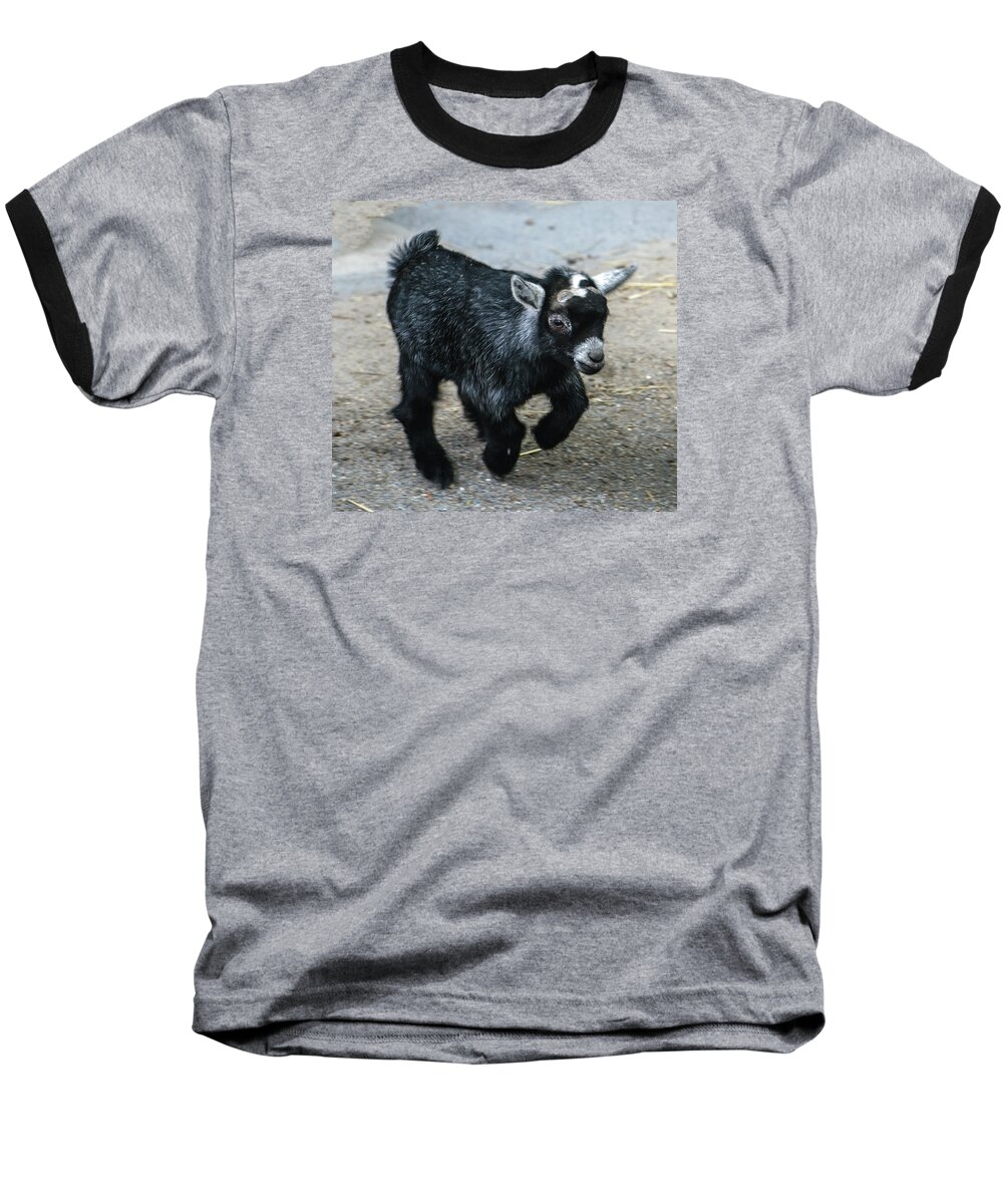 Animal Baseball T-Shirt featuring the photograph Pygmy Goat Kid by William Bitman
