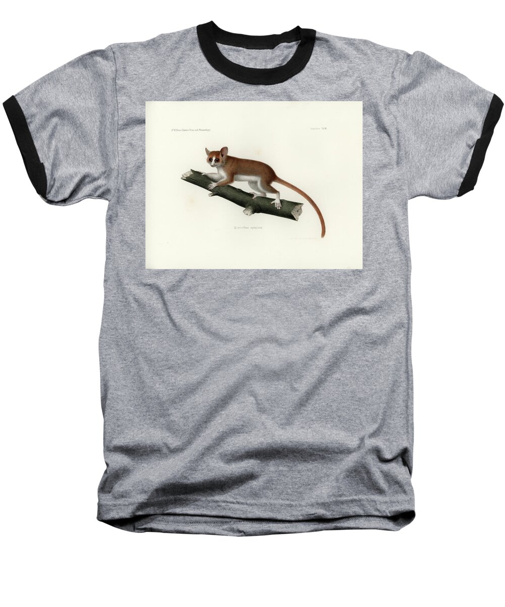 Pygmy Mouse Lemur Baseball T-Shirt featuring the drawing Pygmy Mouse Lemur by Hugo Troschel