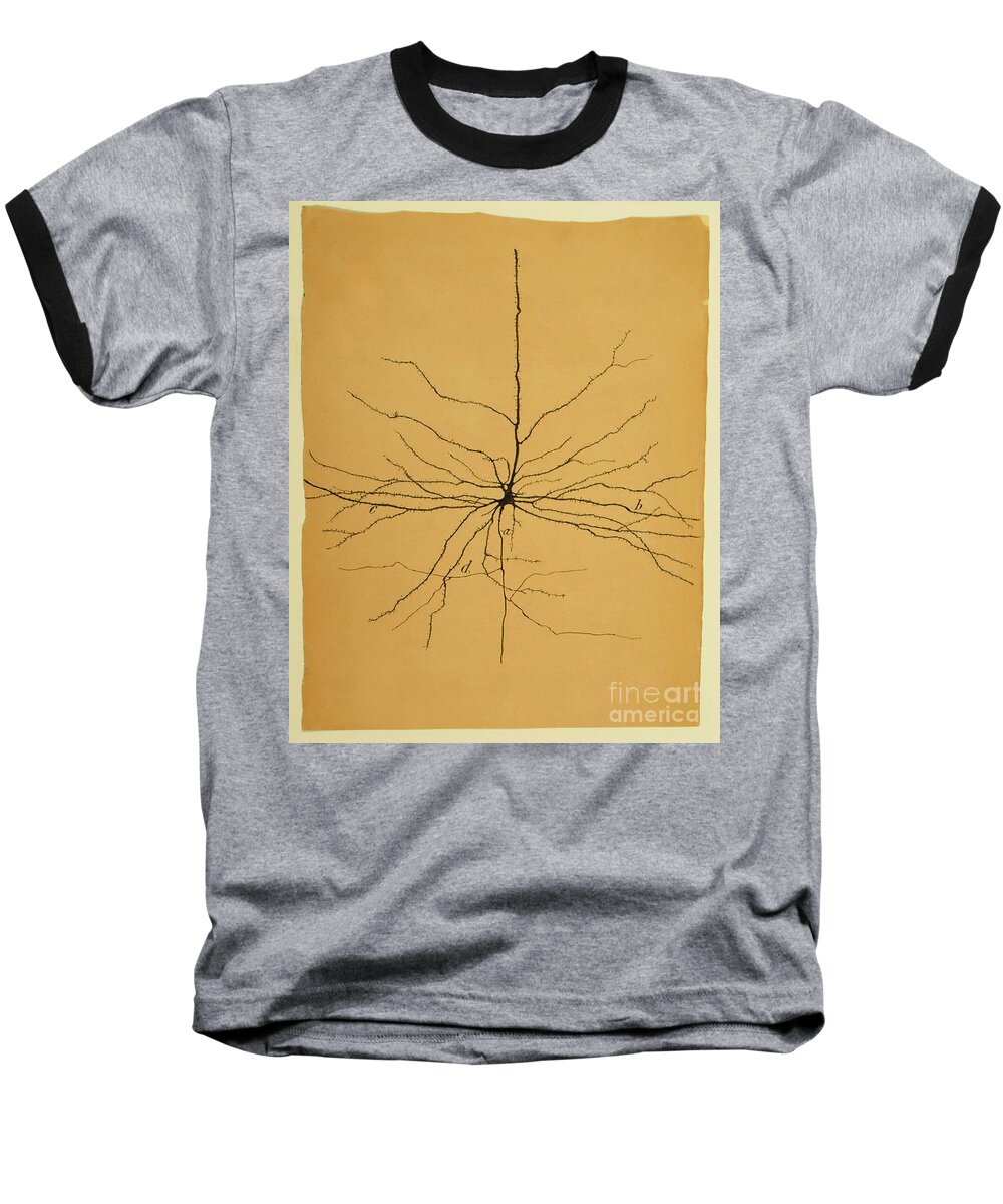 Pyramidal Cell Baseball T-Shirt featuring the photograph Pyramidal Cell In Cerebral Cortex, Cajal by Science Source
