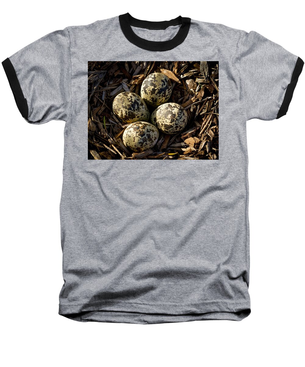 Eggs Baseball T-Shirt featuring the photograph Quartet of Killdeer Eggs by Jean Noren by Jean Noren