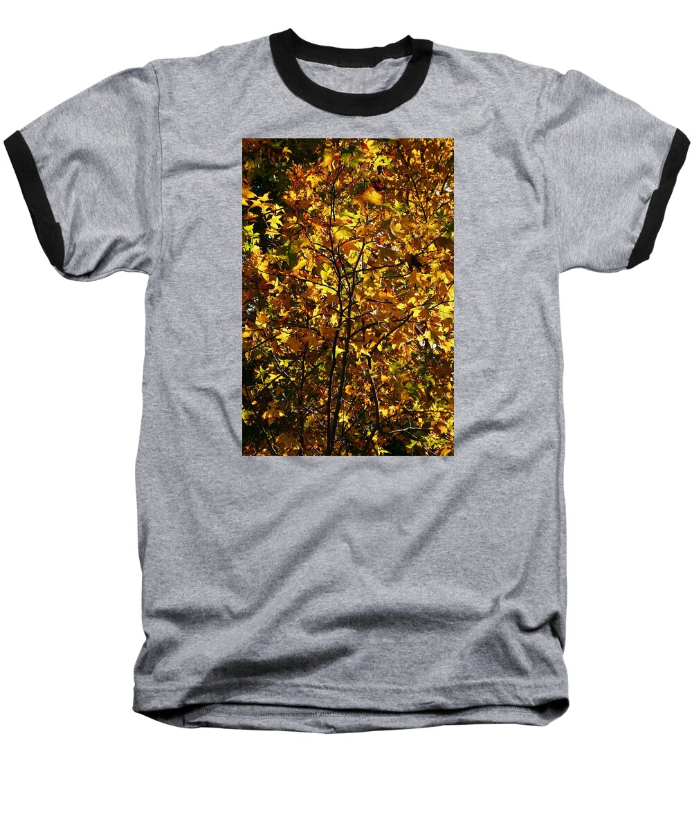 Leaf Baseball T-Shirt featuring the photograph Radiant Leaves by Karen Harrison Brown