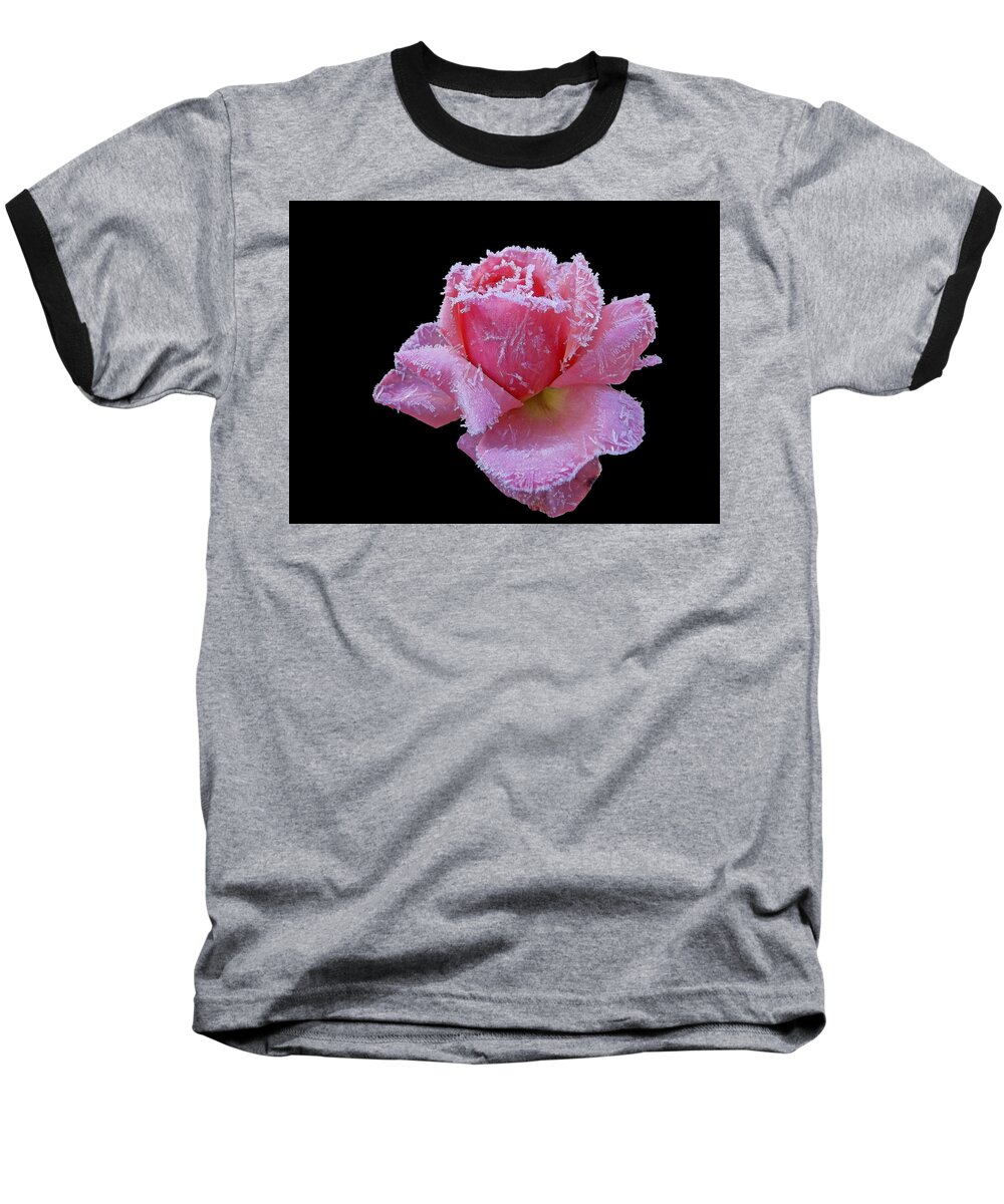 Roses Baseball T-Shirt featuring the photograph Rare Winter Rose by Harold Zimmer