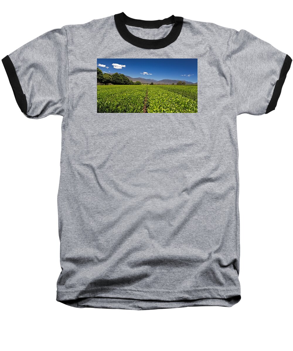Alpine Green Tea Baseball T-Shirt featuring the photograph Ready for Harvest by Mark Lucey
