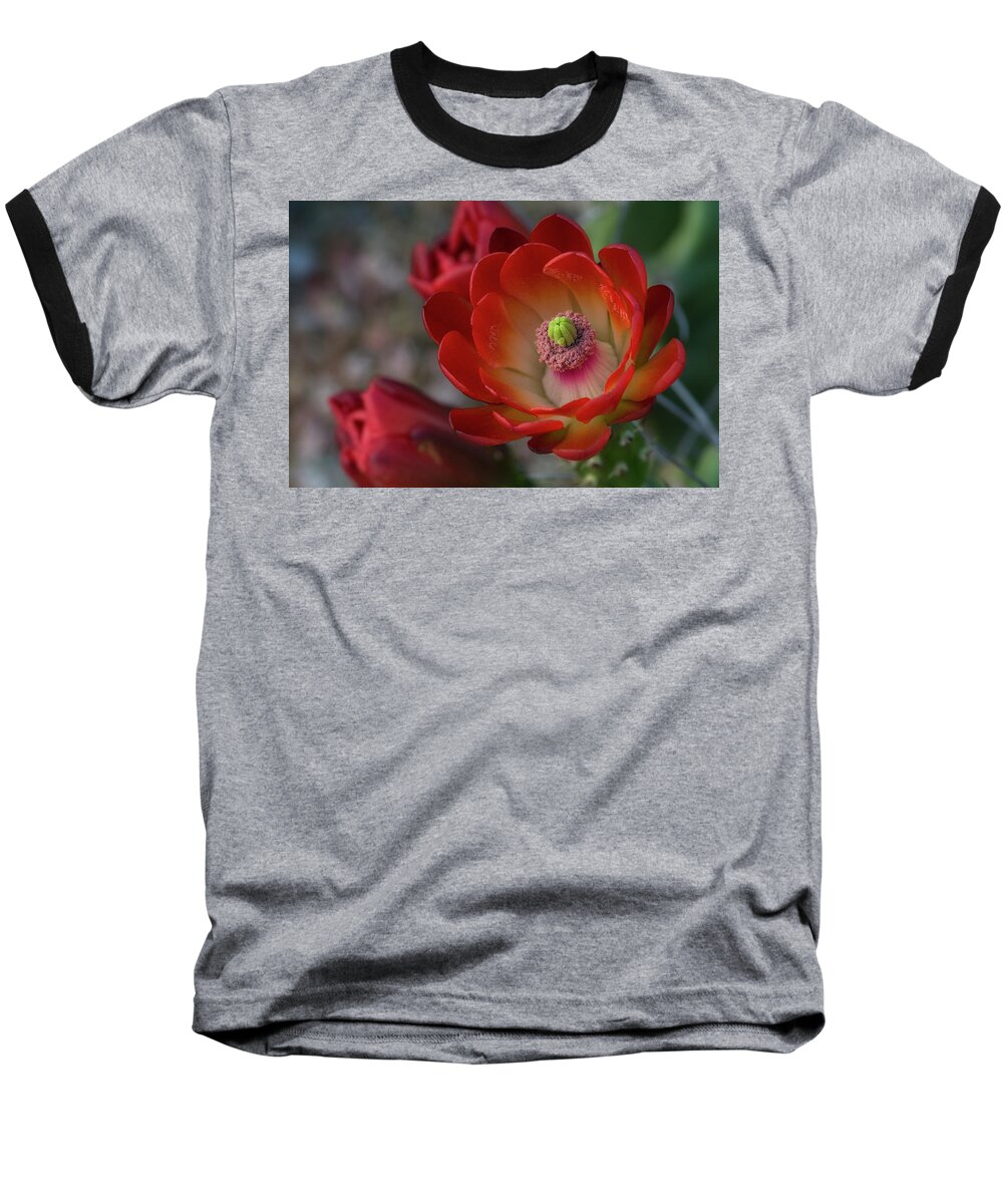 Claret Cup Cactus Baseball T-Shirt featuring the photograph Red Beauty by Saija Lehtonen