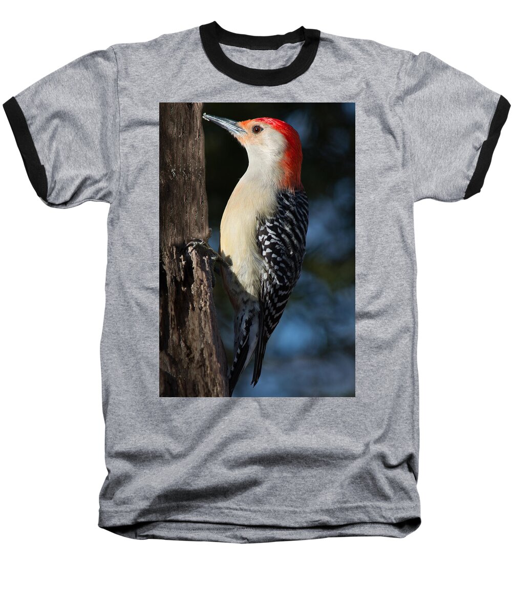 Bird Baseball T-Shirt featuring the photograph Red-bellied Woodpecker 3 by Kenneth Cole