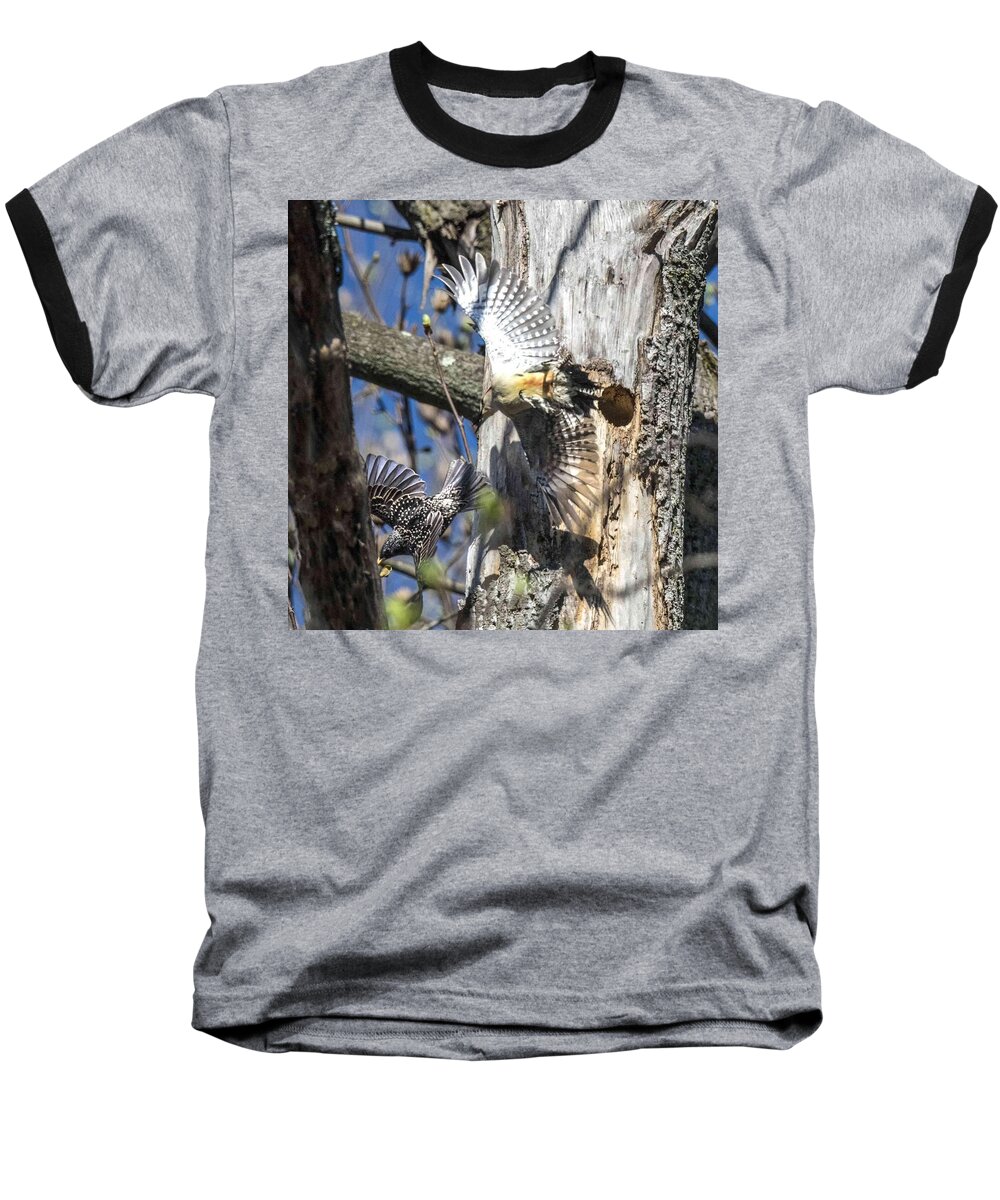 Bird Baseball T-Shirt featuring the photograph Red Bellied Woodpecker Chasing An Attacking Starling by William Bitman