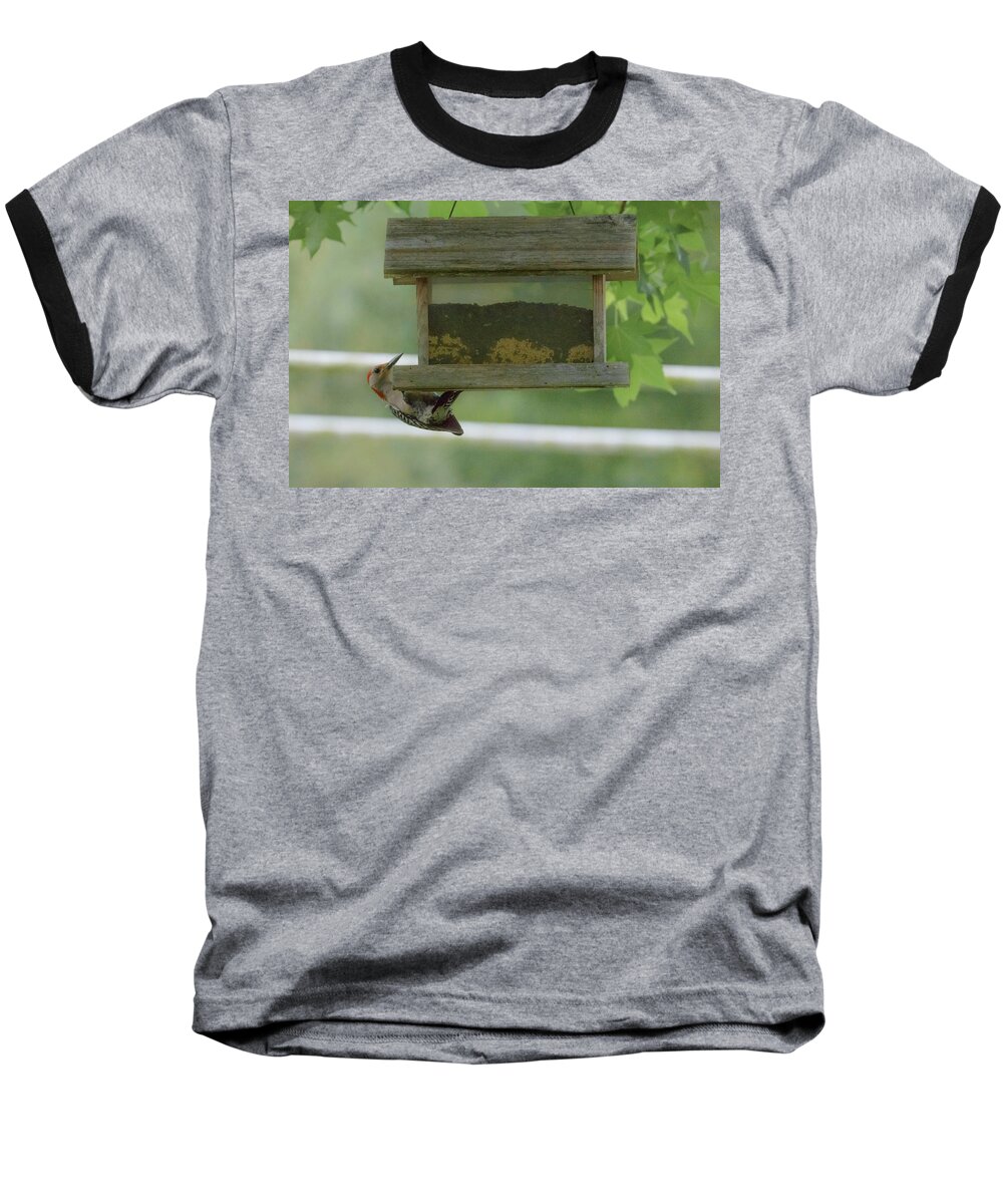 Woodpecker Baseball T-Shirt featuring the photograph Red Bellied Woodpecker by Judy Hall-Folde