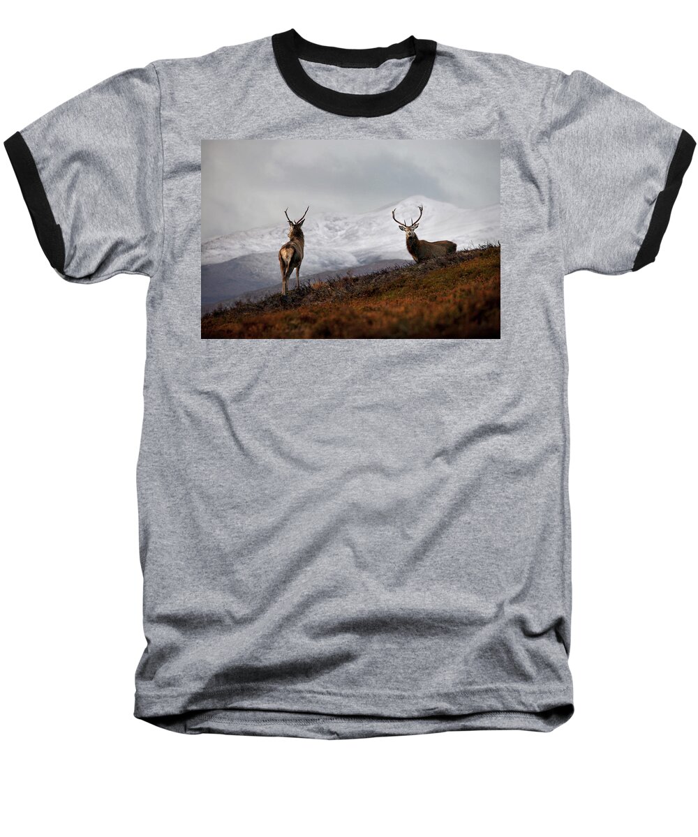 Red Deer Stags Baseball T-Shirt featuring the photograph Red Deer Stags by Gavin MacRae
