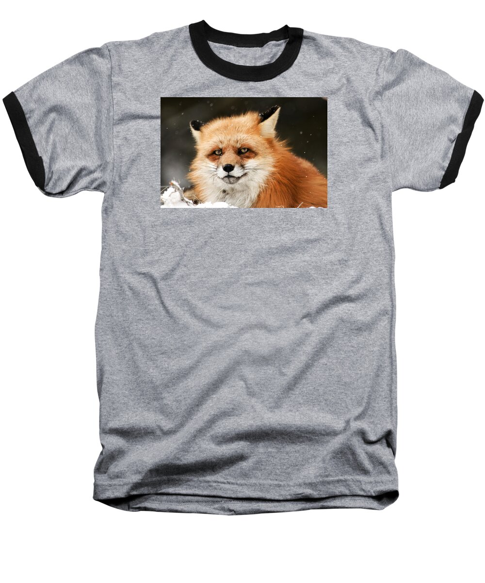 Fox Baseball T-Shirt featuring the photograph Red Fox by Scott Read