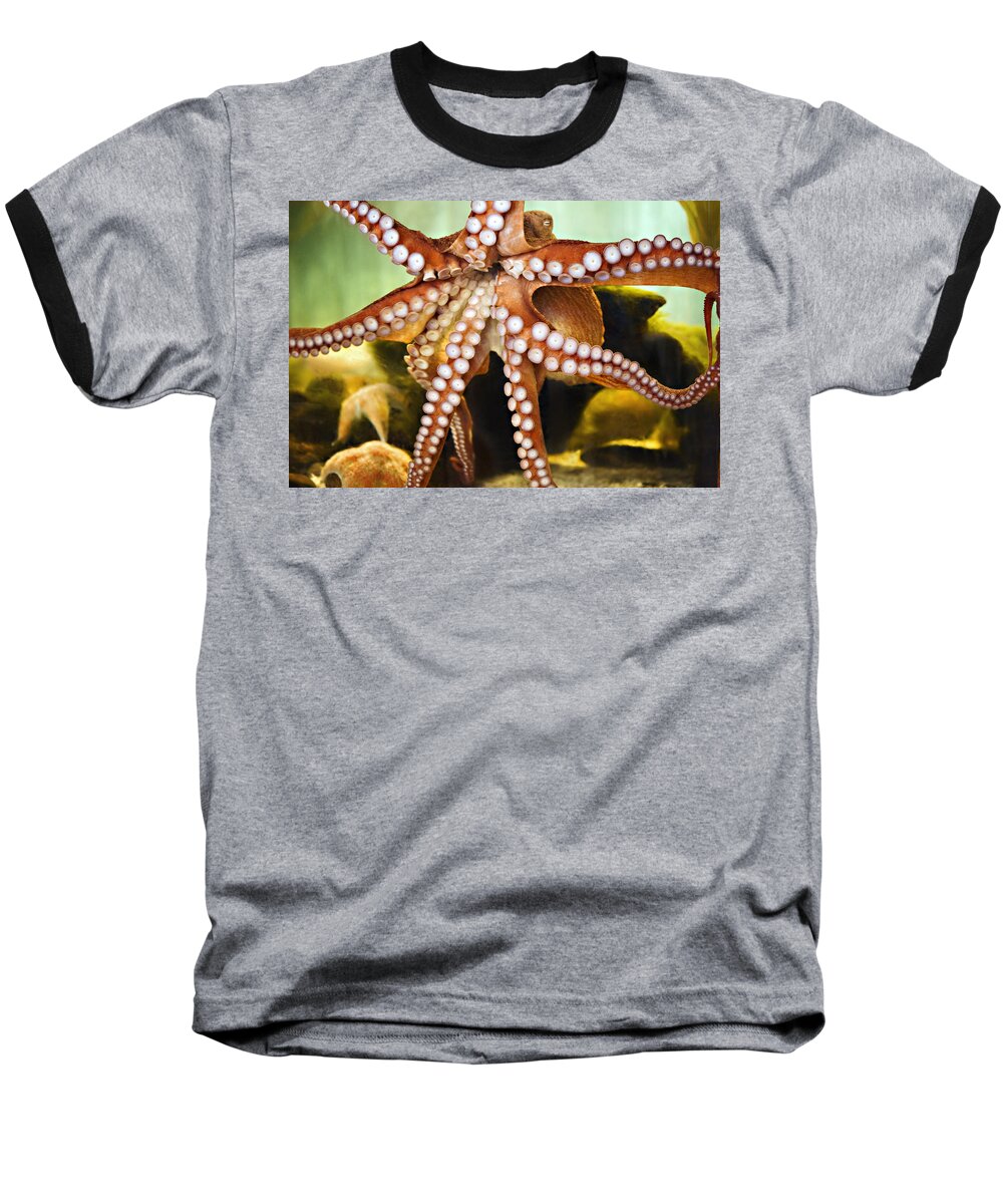 Aquarium Baseball T-Shirt featuring the photograph Red Octopus by Marilyn Hunt