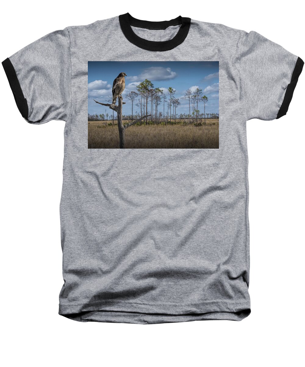 Wildlife Baseball T-Shirt featuring the photograph Red Shouldered Hawk in the Florida Everglades by Randall Nyhof