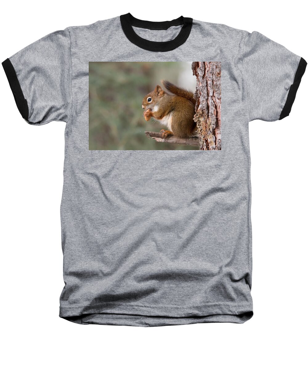 Animals Baseball T-Shirt featuring the photograph Red Squirrel by Celine Pollard