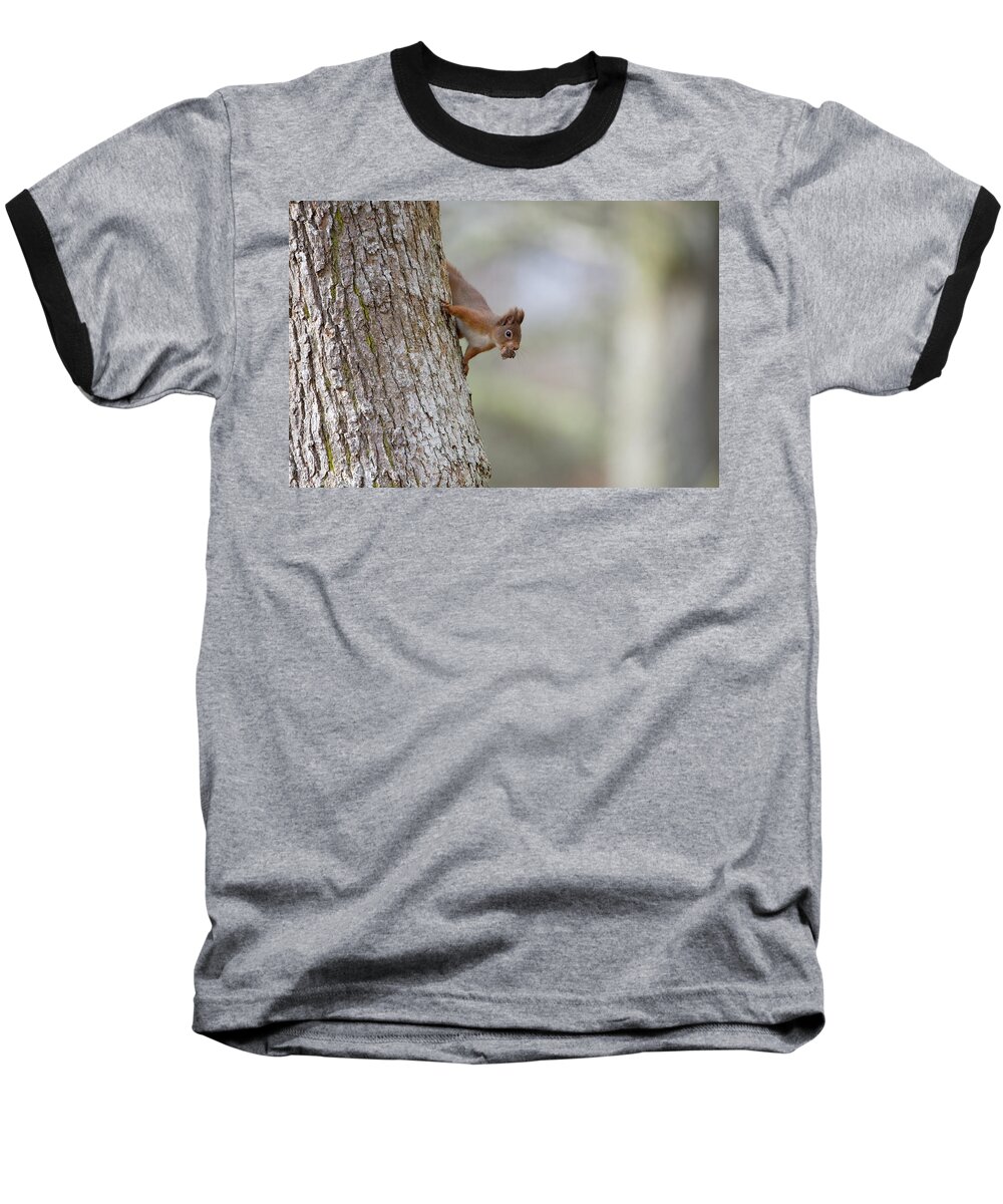 Red Baseball T-Shirt featuring the photograph Red Squirrel Climbing Down A Tree by Pete Walkden