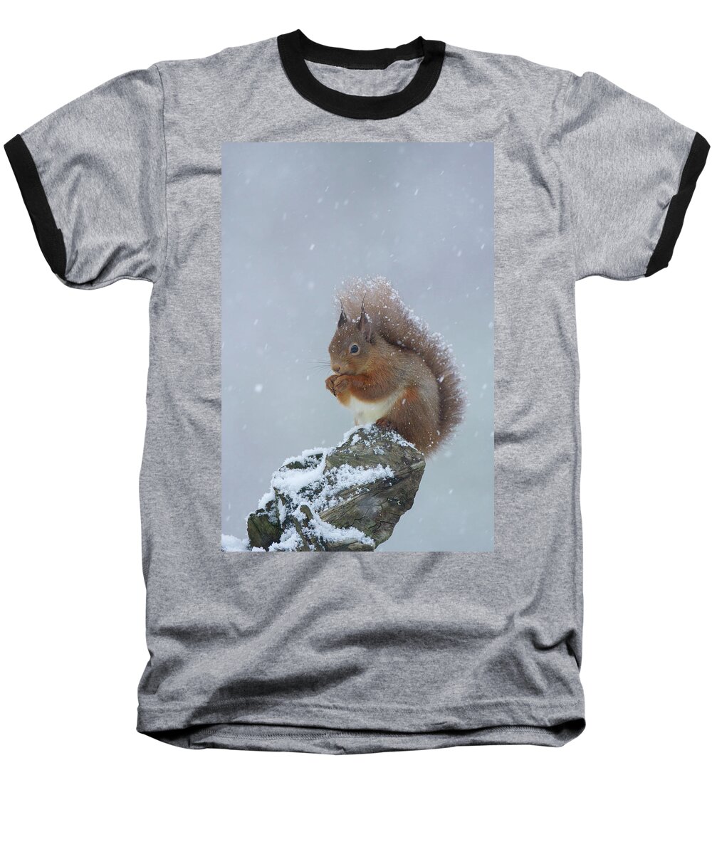 Red Baseball T-Shirt featuring the photograph Red Squirrel In A Blizzard by Pete Walkden