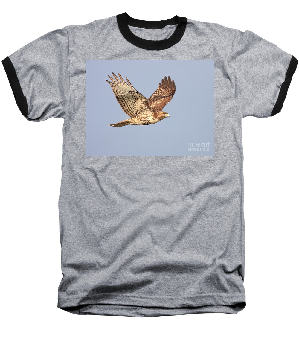 Red Tail Hawk Baseball T-Shirt featuring the photograph Red Tailed Hawk 20100101-1 by Wingsdomain Art and Photography