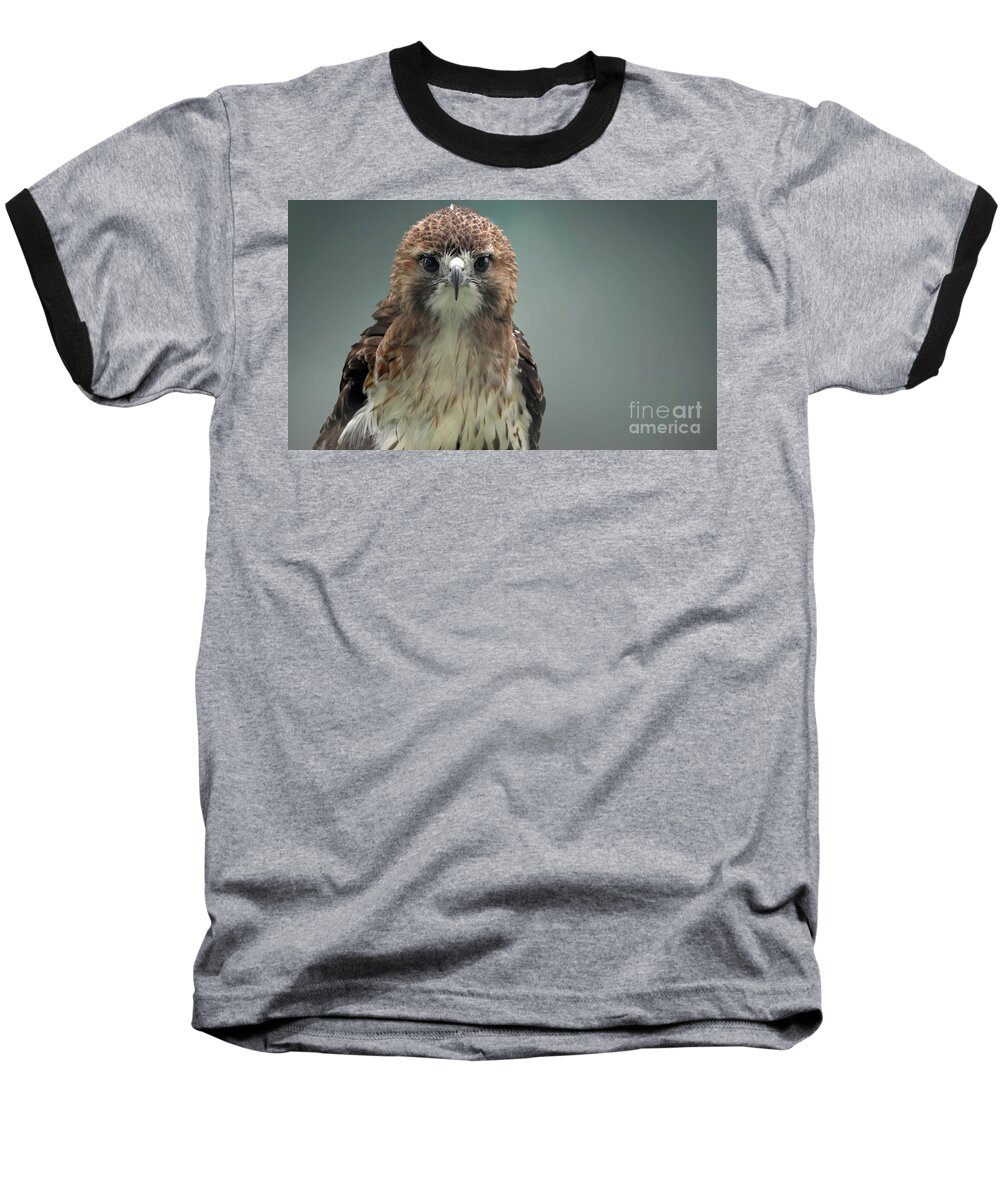 Red Tailed Hawk Baseball T-Shirt featuring the photograph Red Tailed hawk up close portrait by Sam Rino