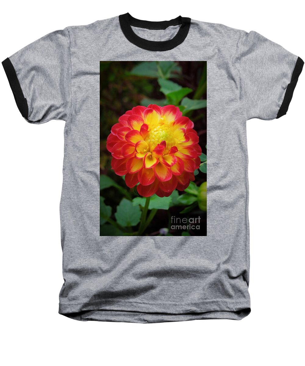 Dahlia Baseball T-Shirt featuring the photograph Red Tipped Petals by Chad and Stacey Hall