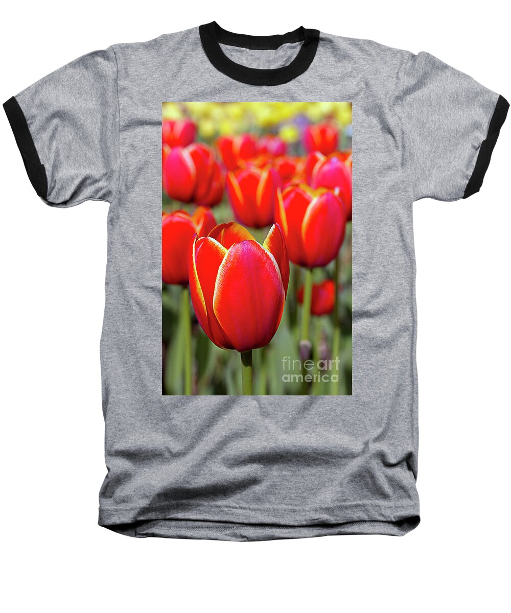 Tulips Baseball T-Shirt featuring the photograph Red and Yellow Tulips I by Karen Jorstad