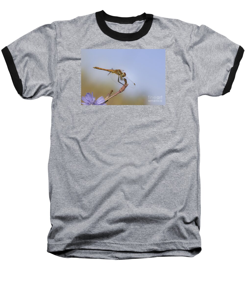 Animal Baseball T-Shirt featuring the photograph Red veined Darter Dragonfly by Jivko Nakev
