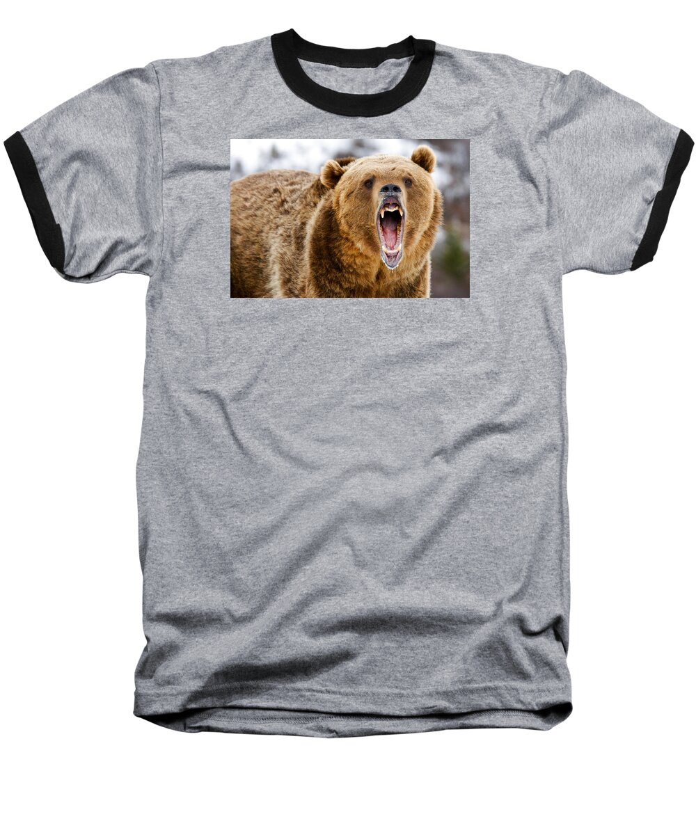 Bear Baseball T-Shirt featuring the photograph Roaring Grizzly Bear by Scott Read