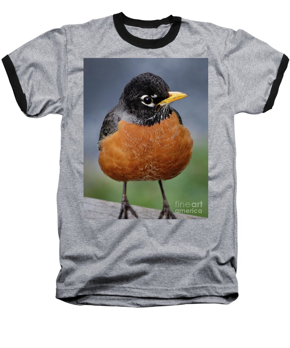 Robin Baseball T-Shirt featuring the photograph Robin II by Douglas Stucky