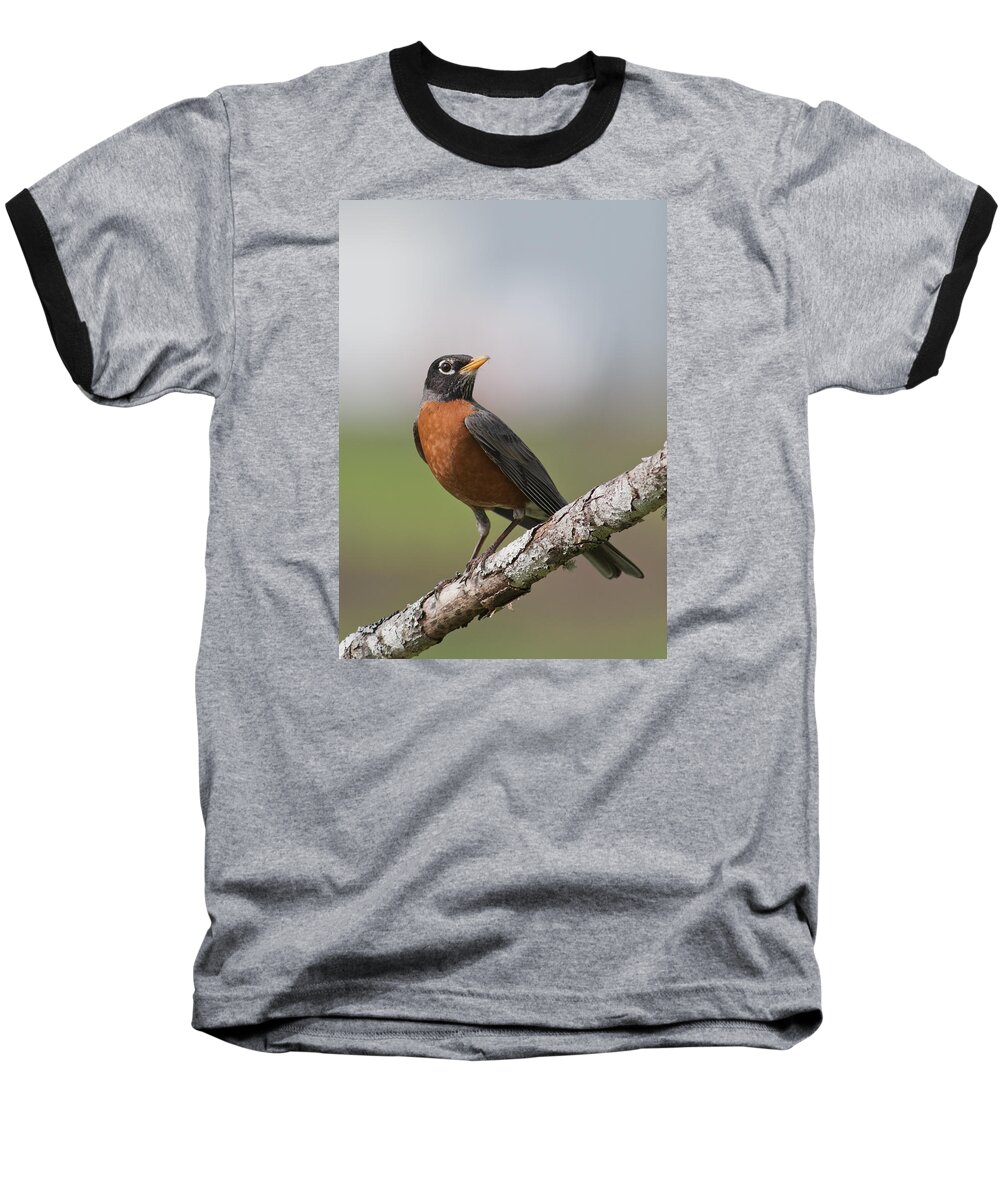 American Robin Baseball T-Shirt featuring the photograph Robin Red Breast by Robert Potts