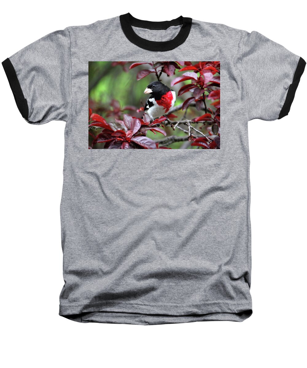 Birds Baseball T-Shirt featuring the photograph Rose-Breasted Grosbeak by Trina Ansel