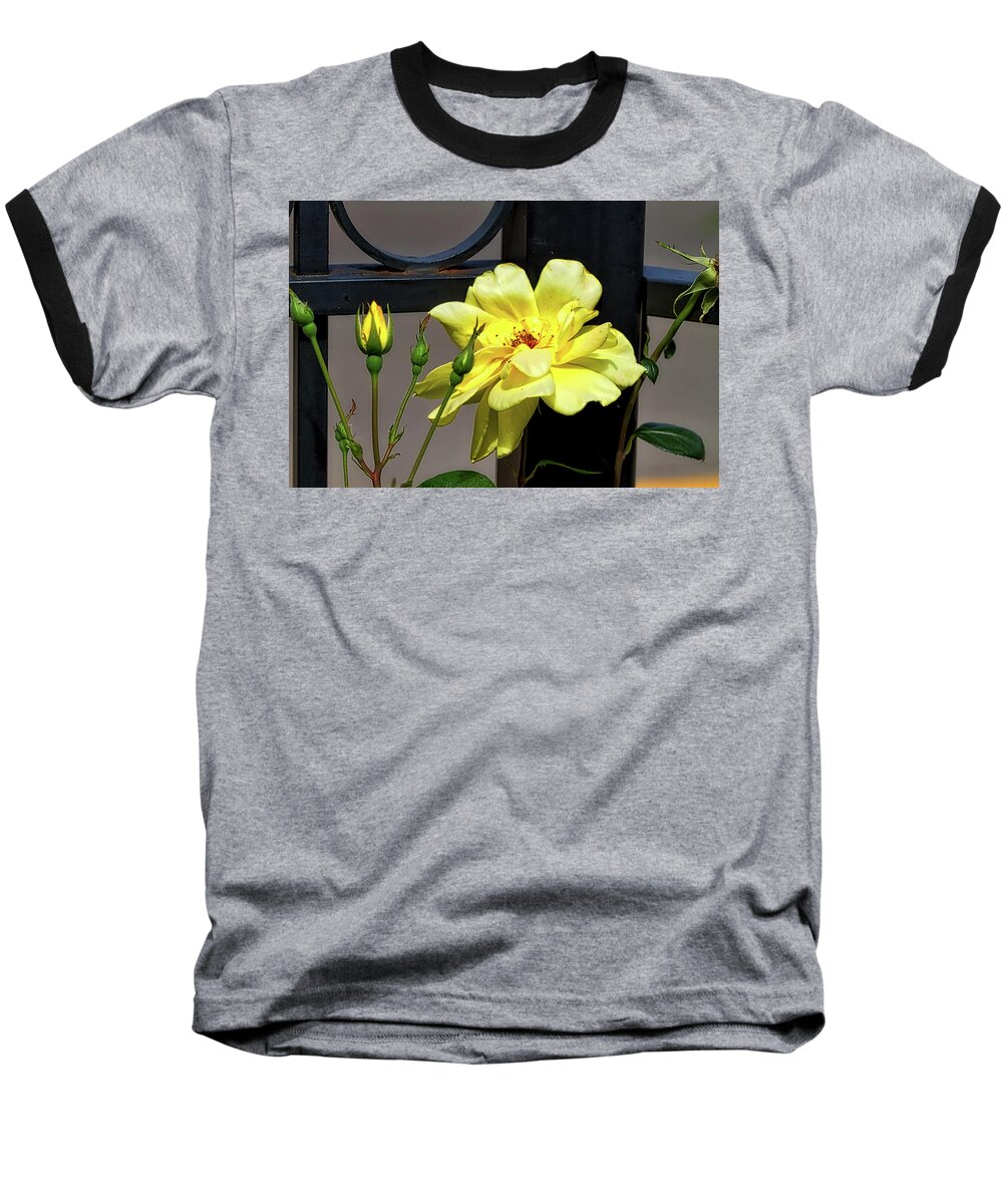 Yellow Baseball T-Shirt featuring the photograph Rose on Wrought Iron by Richard Gregurich