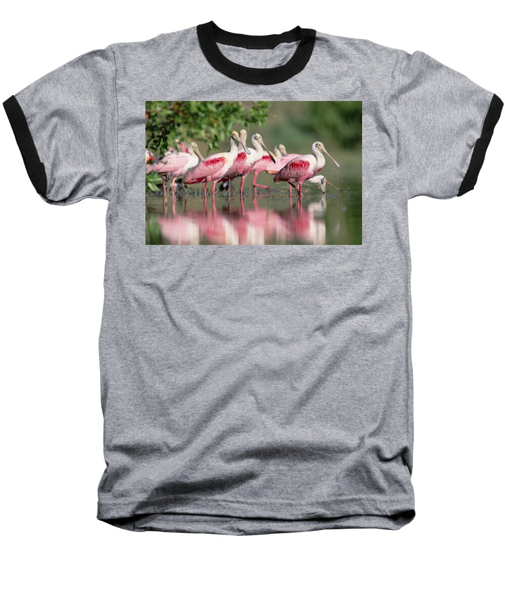00171421 Baseball T-Shirt featuring the photograph Roseate Spoonbill Flock Wading In Pond by Tim Fitzharris