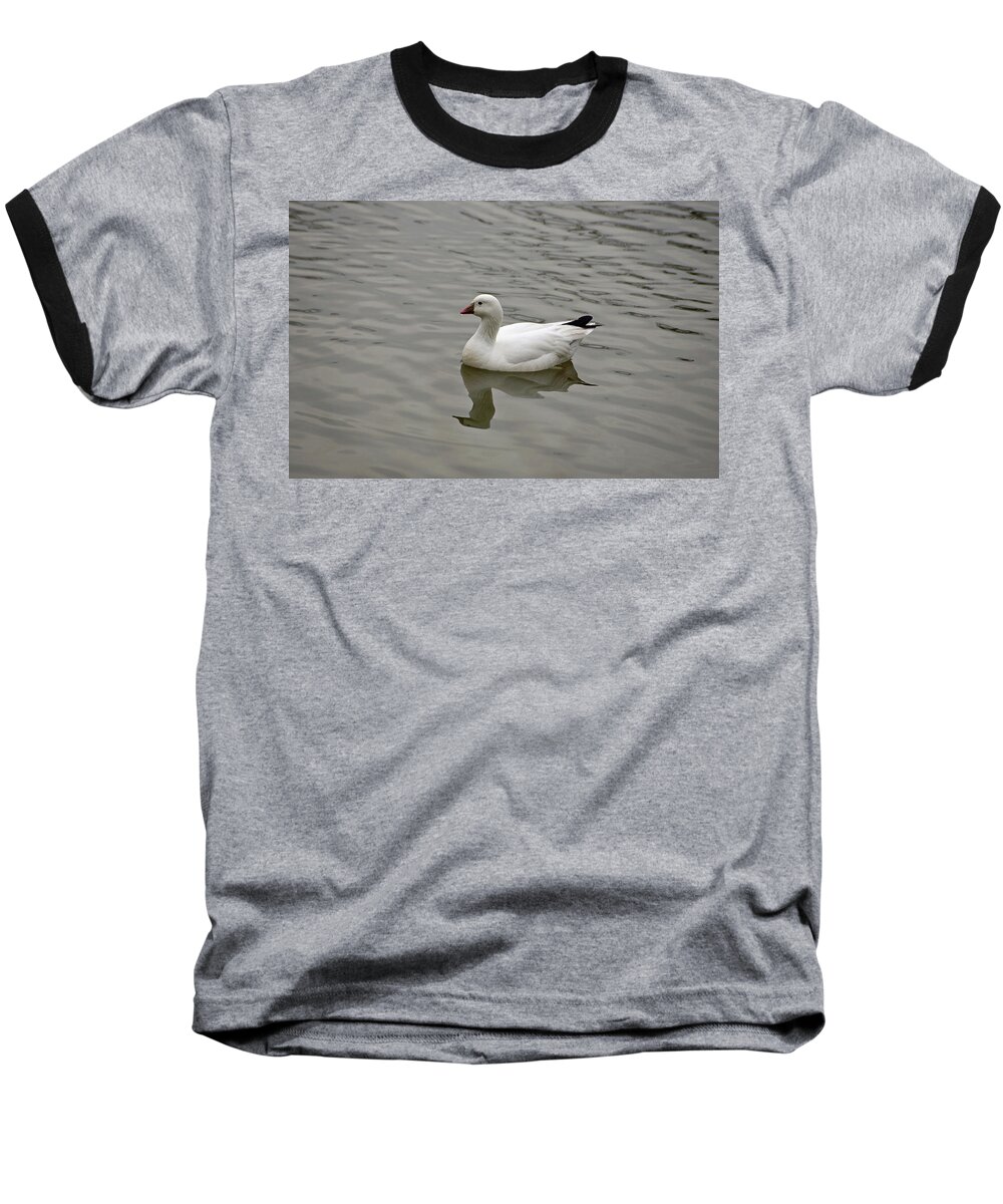 Ross's Goose Baseball T-Shirt featuring the photograph Ross's Goose by Sandy Keeton