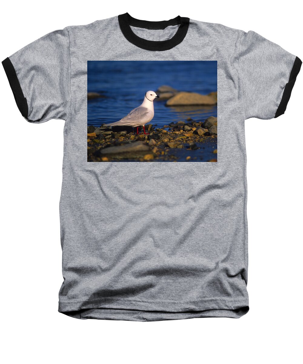 Ross's Gull Baseball T-Shirt featuring the photograph Ross's Gull by Tony Beck